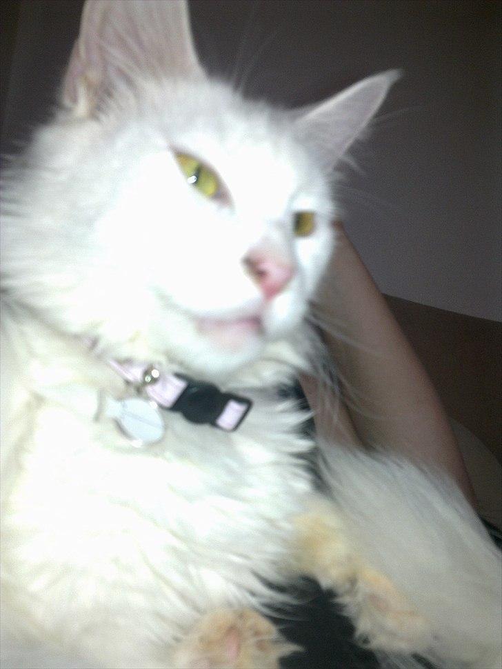 Maine Coon Pepsi - Pepsi <3 billede 1