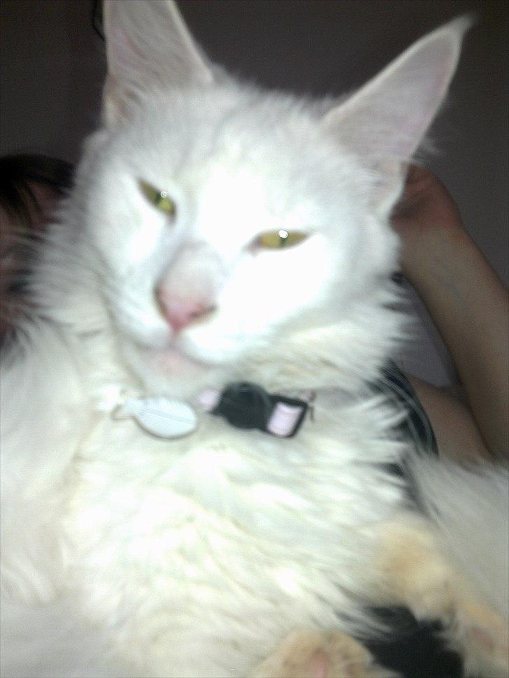 Maine Coon Pepsi - Pepsi <3 billede 2