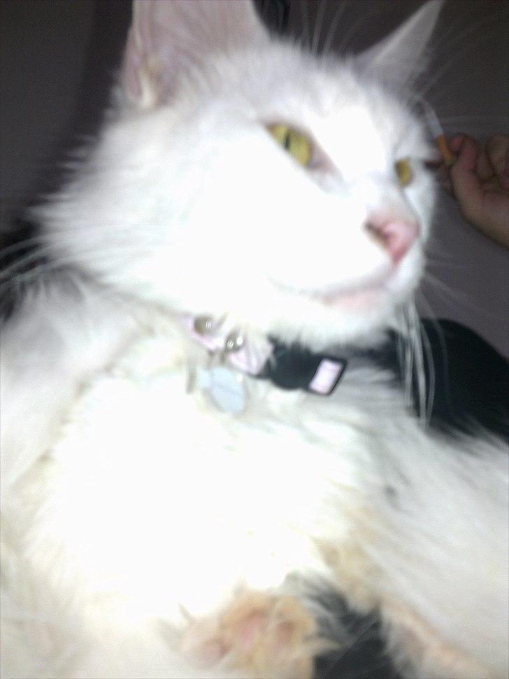 Maine Coon Pepsi - Pepsi <3 billede 3