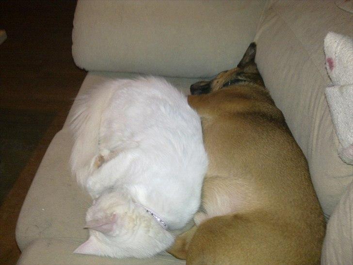 Maine Coon Pepsi - Pepsi og Bamse der putter <3 billede 4