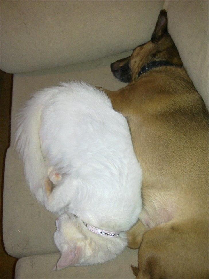 Maine Coon Pepsi - Pepsi og Bamse der putter <3 billede 5