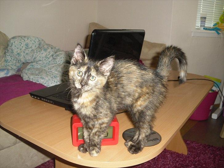 Blanding af racer Chanel - Chanel frække killing står på mit bord  billede 1