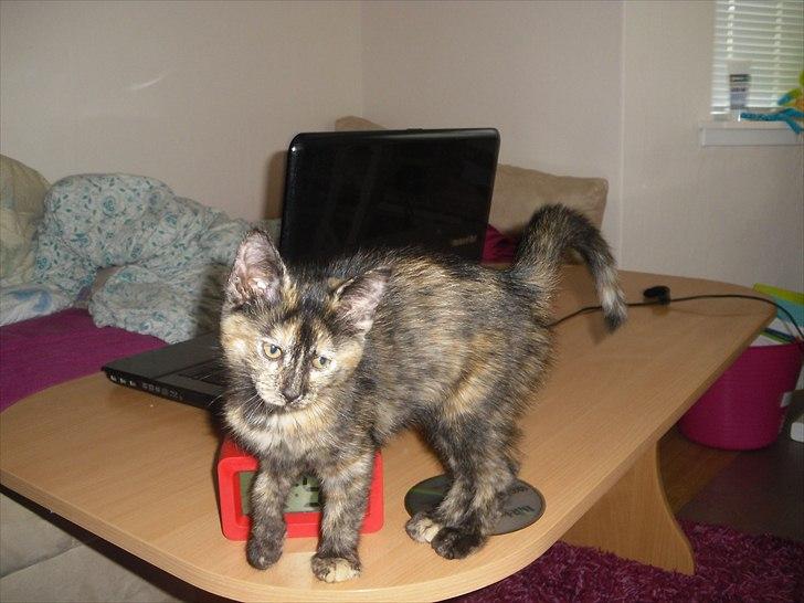 Blanding af racer Chanel billede 2