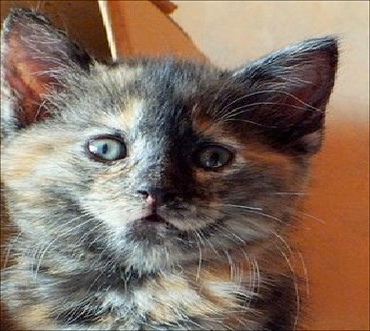 Blanding af racer Chanel billede 3