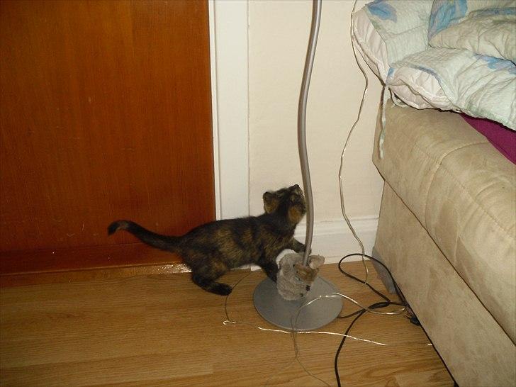 Blanding af racer Chanel - Chanel der er ved at kravle op ad min lyskæde frække killing :) billede 4