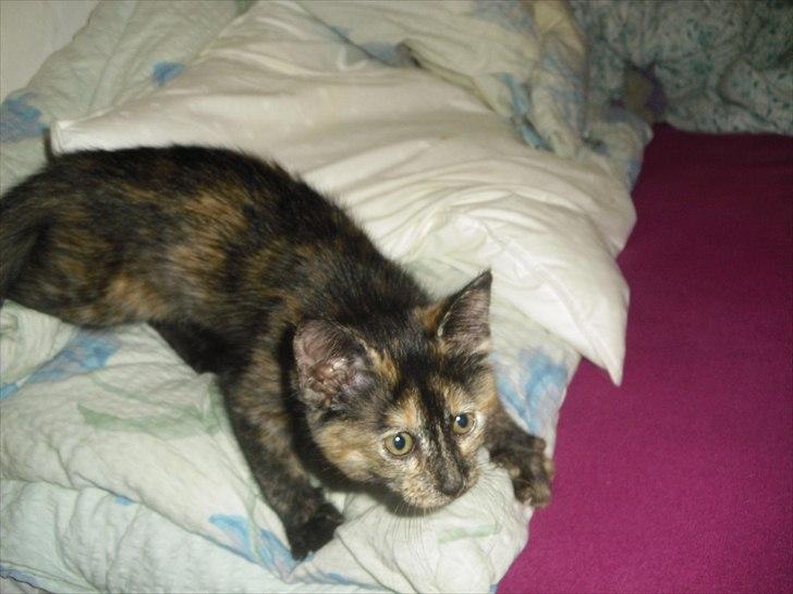 Blanding af racer Chanel - Chanel der ligger på lur efter fluerne hi hi :) billede 5