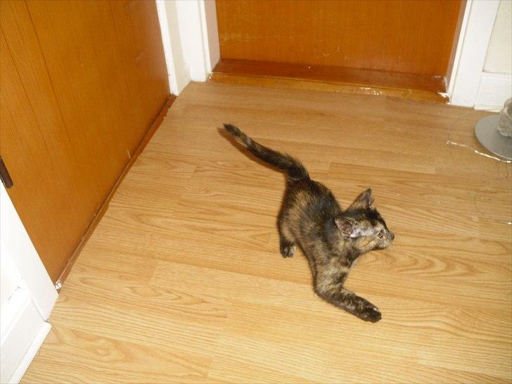 Blanding af racer Chanel billede 6