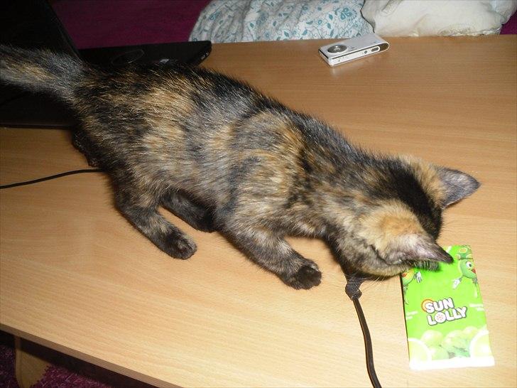 Blanding af racer Chanel billede 7