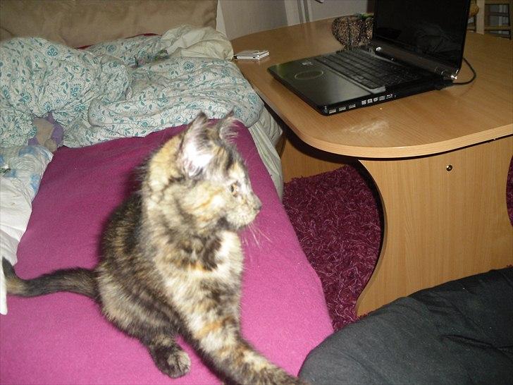 Blanding af racer Chanel billede 8