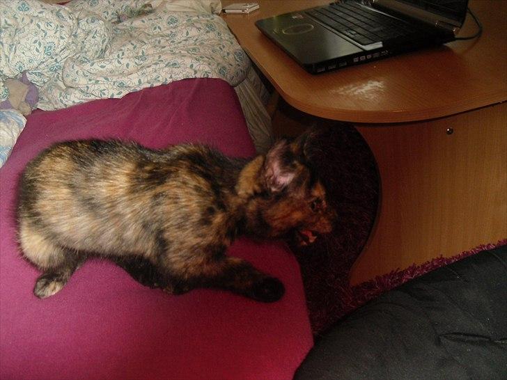 Blanding af racer Chanel billede 9