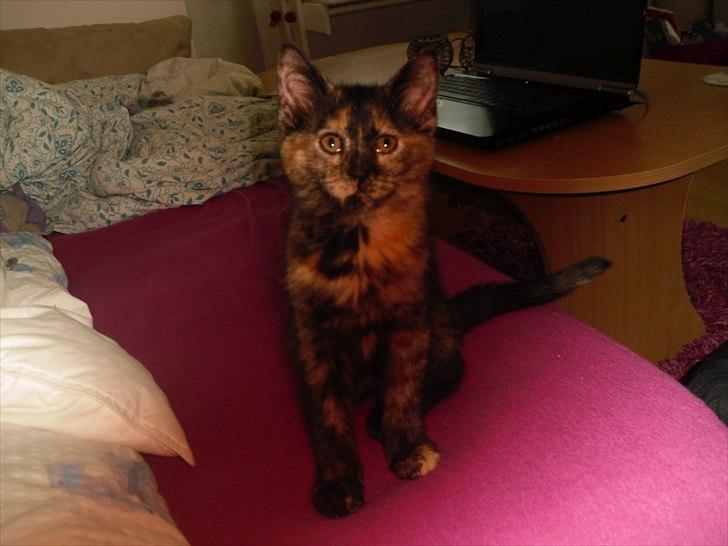 Blanding af racer Chanel - Chanel der sidder i min seng så fint :) billede 10