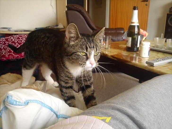 Blanding af racer Mille - Millemor :) billede 1