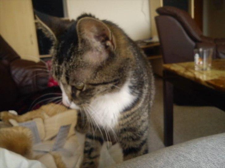 Blanding af racer Mille - MIlle :) billede 2