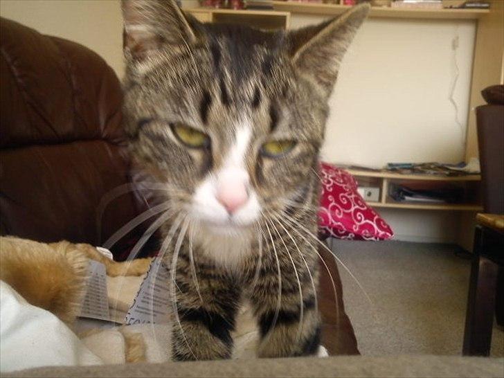 Blanding af racer Mille - er hun ikke sød :) billede 3