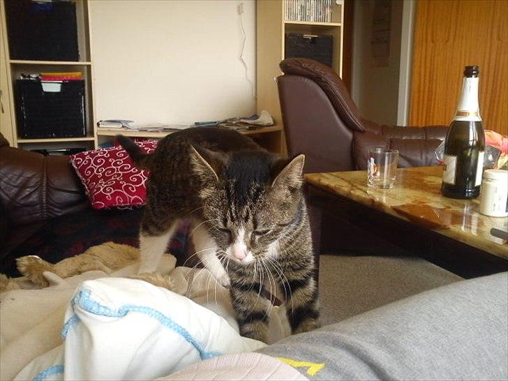 Blanding af racer Mille - Søde millemor :) billede 4