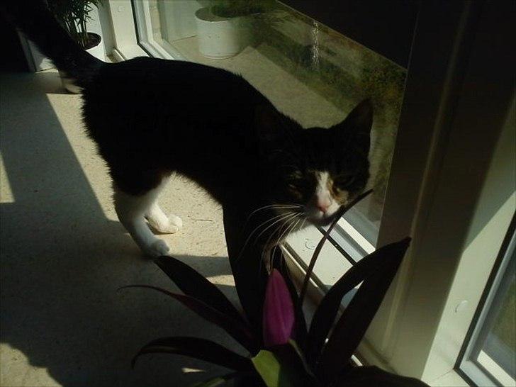 Blanding af racer Mille - Hun kigger rigtigt på mor :) billede 5