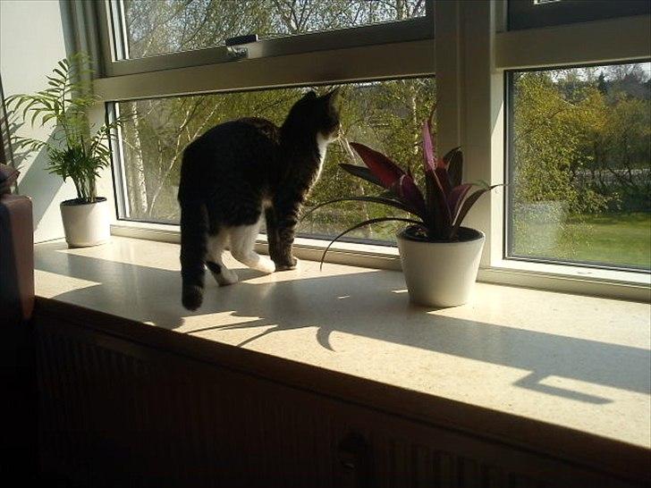 Blanding af racer Mille - sker der noget ude af vinduet :) billede 6