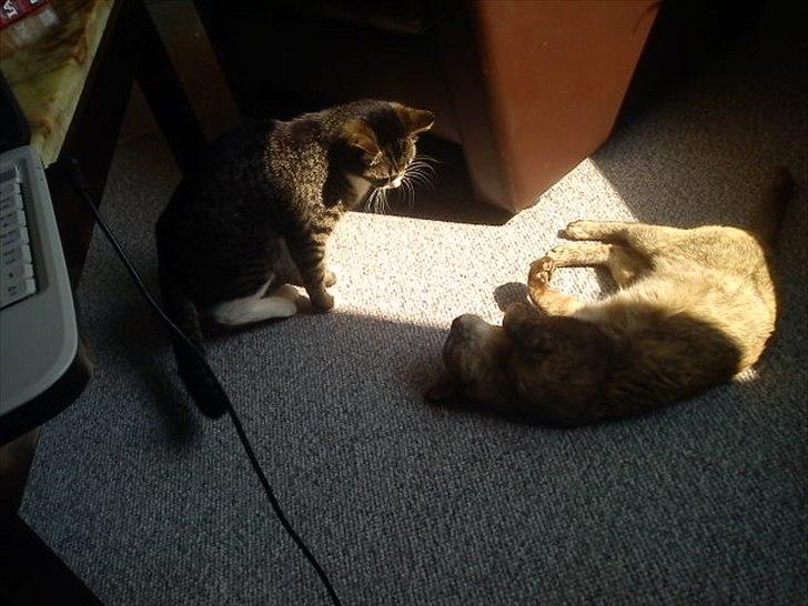 Blanding af racer Mille - Hvad laver hun dog :) billede 7