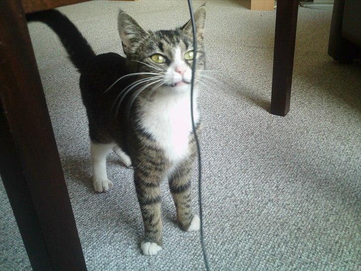 Blanding af racer Mille billede 8