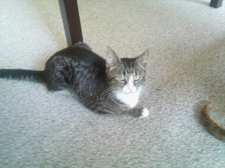 Blanding af racer Mille billede 9