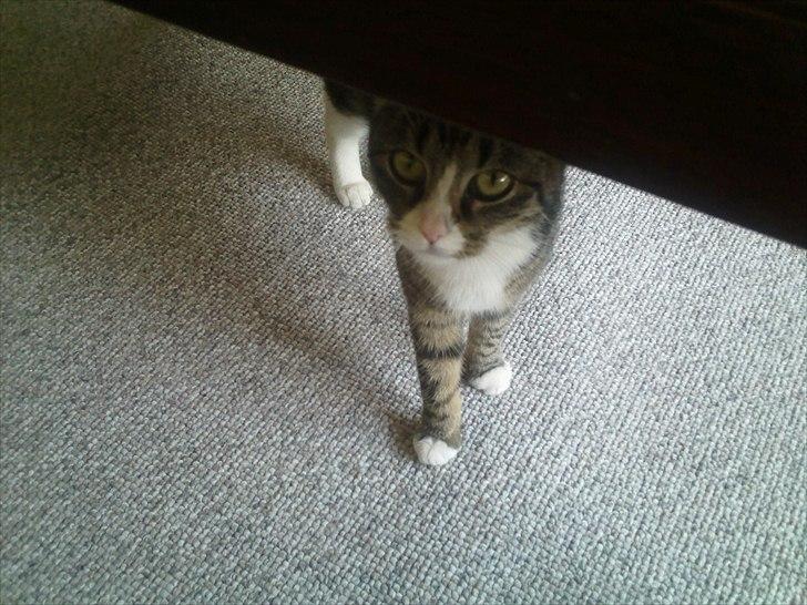 Blanding af racer Mille billede 10