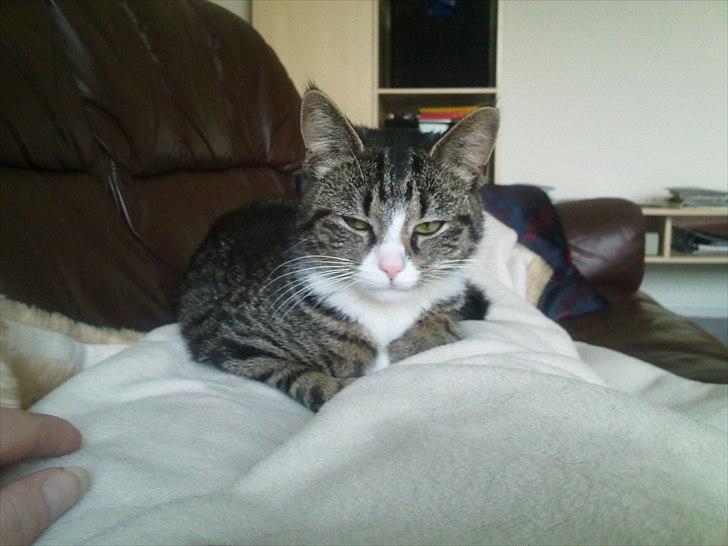 Blanding af racer Mille billede 11