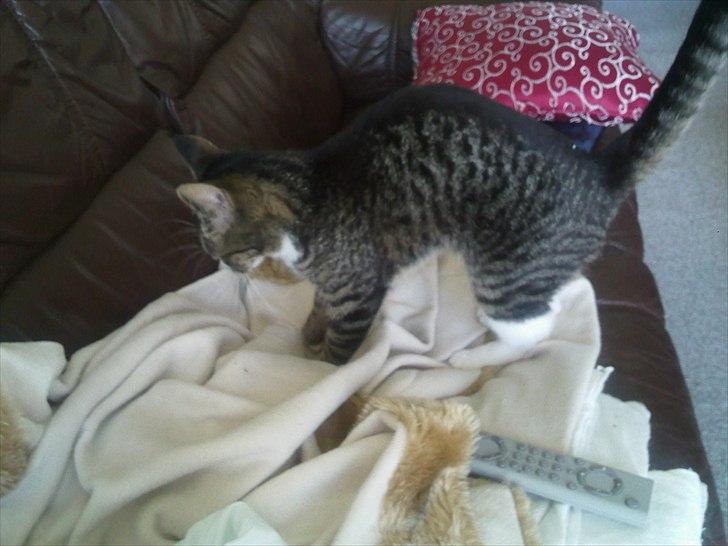 Blanding af racer Mille billede 12