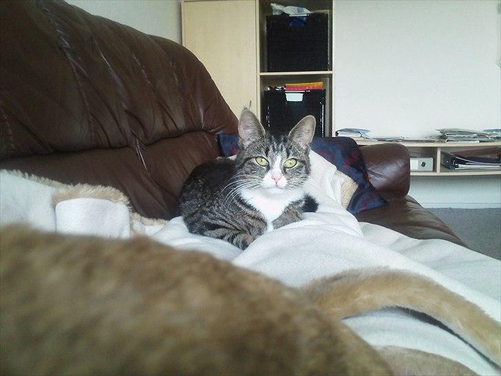 Blanding af racer Mille billede 13