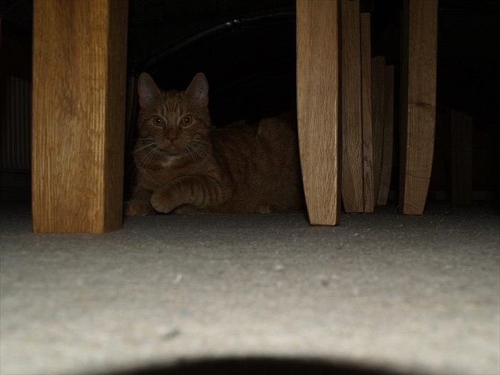 Huskat Anton billede 11