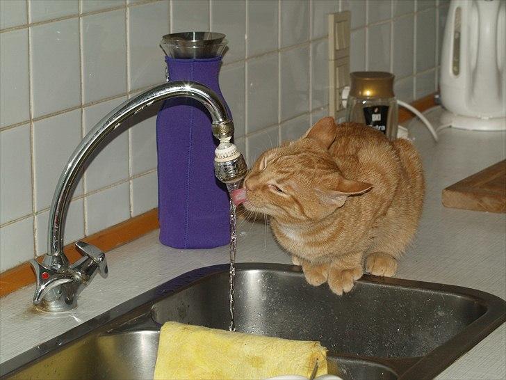 Huskat Anton billede 12