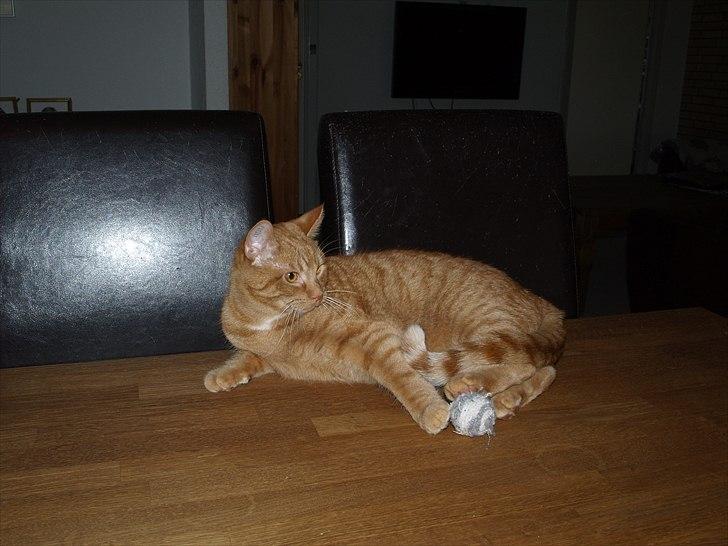 Huskat Anton billede 13