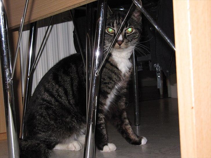 Huskat Felix R.I.P VIL SAVNES!! - Savner dig utroligt meget min skat!! billede 1