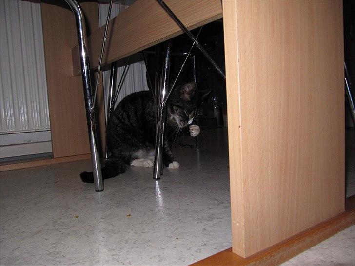 Huskat Felix R.I.P VIL SAVNES!! billede 15