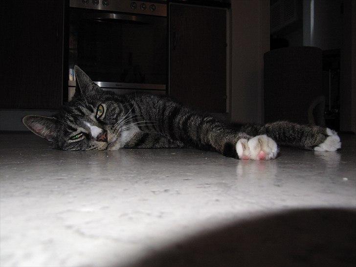 Huskat Felix R.I.P VIL SAVNES!! billede 16