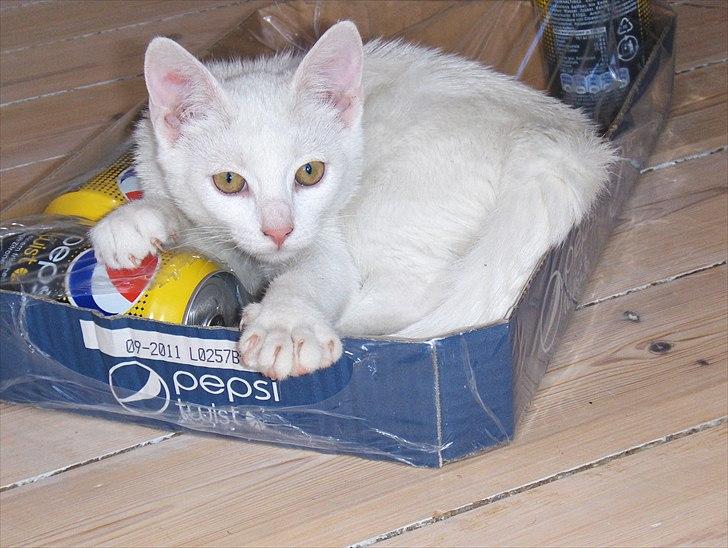 Huskat "Piv" - Nej mor du må ikke få din cola, det min kasse nu! billede 10