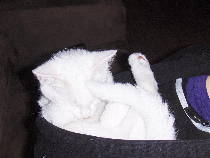 Huskat "Piv" - Jeg sover lige i mors hættetrøje fordi far lagde mig her billede 11