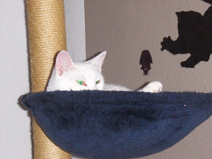 Huskat "Piv" - Mit nye ynglings sted, nemlig hængekøjen i mit store klatretræ, her elsker jeg at sove dagen lang  billede 13