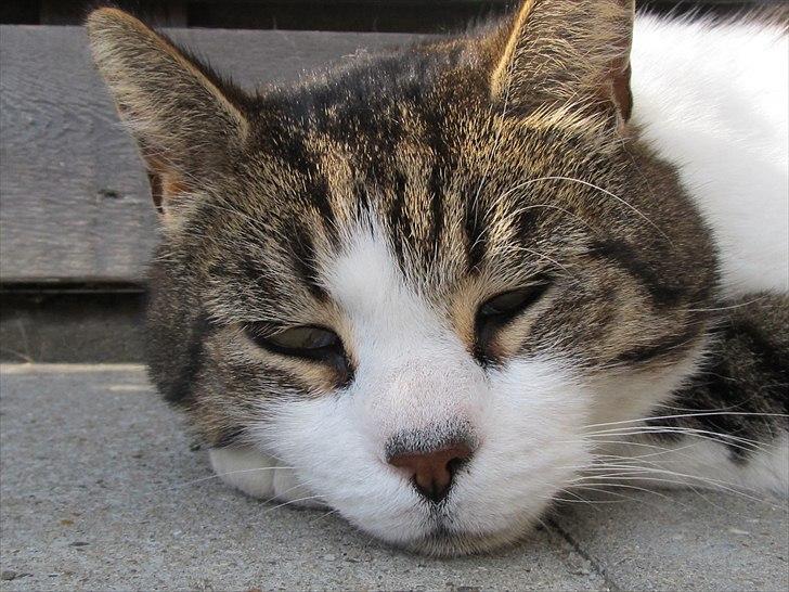 Huskat Levhe billede 1