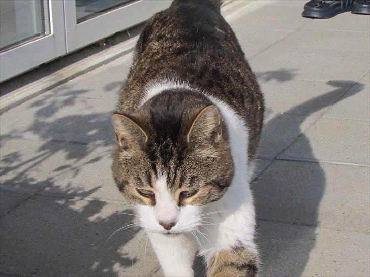 Huskat Levhe billede 4