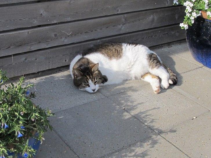 Huskat Levhe billede 8