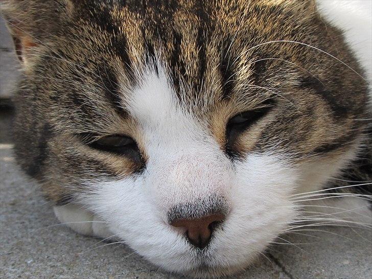 Huskat Levhe billede 5