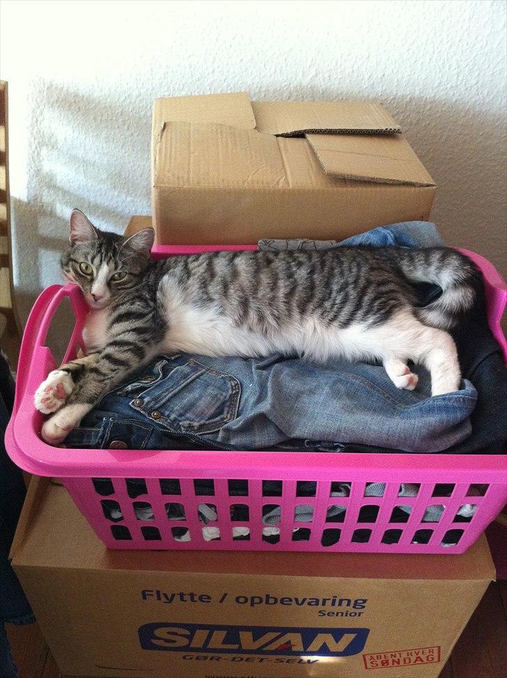 Huskat Molly billede 8