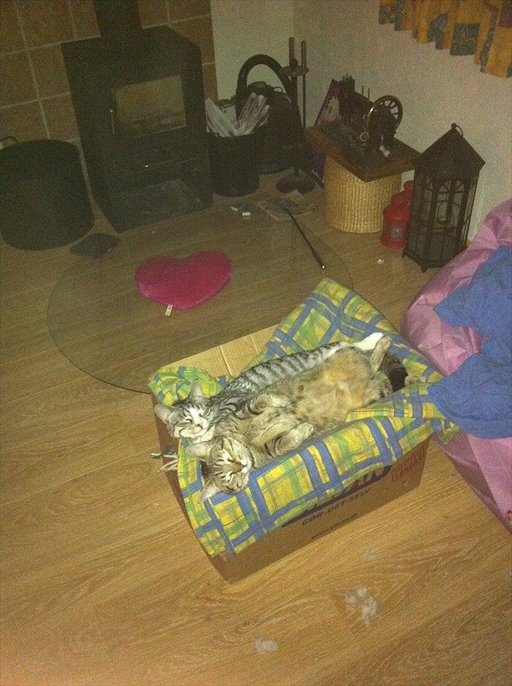 Huskat Molly billede 9