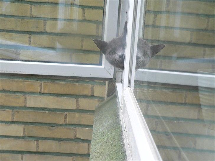 Huskat | Bobble - ♥ billede 6