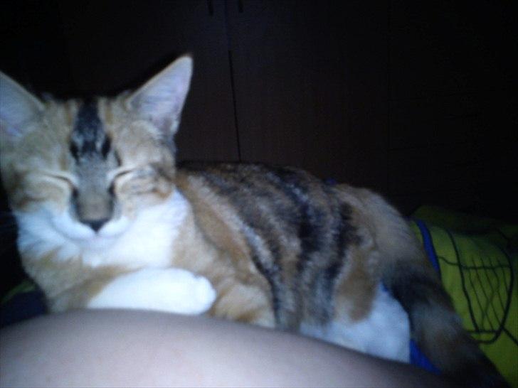 Huskat pjevs  billede 8