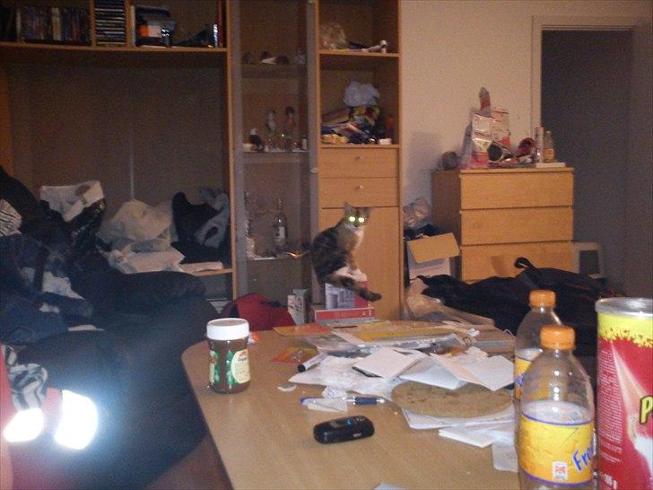 Huskat pjevs  billede 10