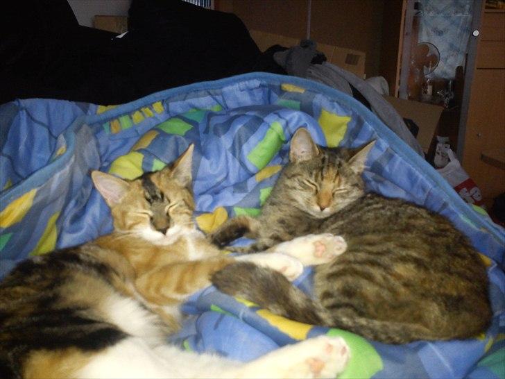 Huskat pjevs  billede 11