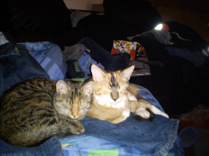 Huskat pjevs  billede 12