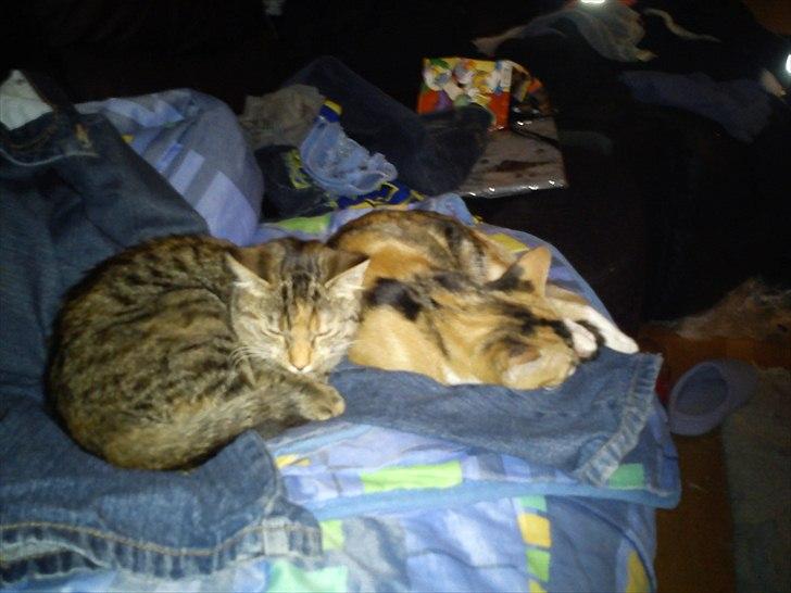 Huskat pjevs  billede 13