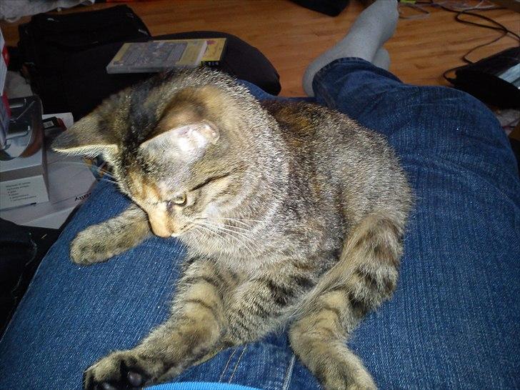 Blanding af racer pjuske  billede 6